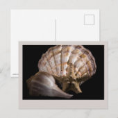 Scallop, Whelk, Sea Star Postkarte (Vorne/Hinten)