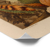 Scallops-Muscheln Vintage Farbdarstellung Druck Poster (Ecke)