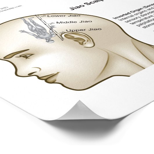 Scalp Head Acupuncture Points Poster (Ecke)