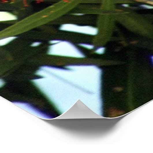 Scaly Breasted Lorikeet Poster (Ecke)