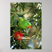Scaly Breasted Lorikeet Poster (Vorne)