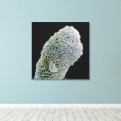 Scannen von Elektronenmikroskop-Bild von Stigma (P Leinwanddruck (Insitu (Holzboden))