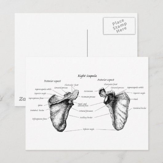 Scapula Details Postkarte (Vorne/Hinten)