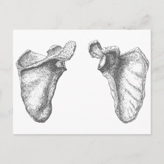 Scapula Gray Postkarte (Vorderseite)