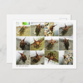 Scarab June Beetle Insect Big Bug Postkarte (Vorne/Hinten)