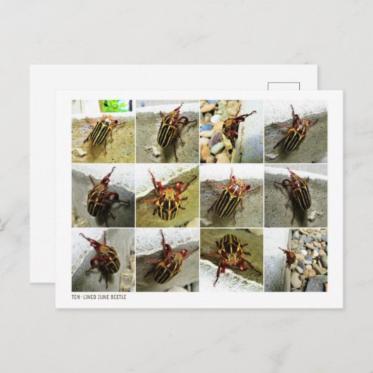 Scarab June Beetle Insect Big Bug Postkarte (Vorne/Hinten)