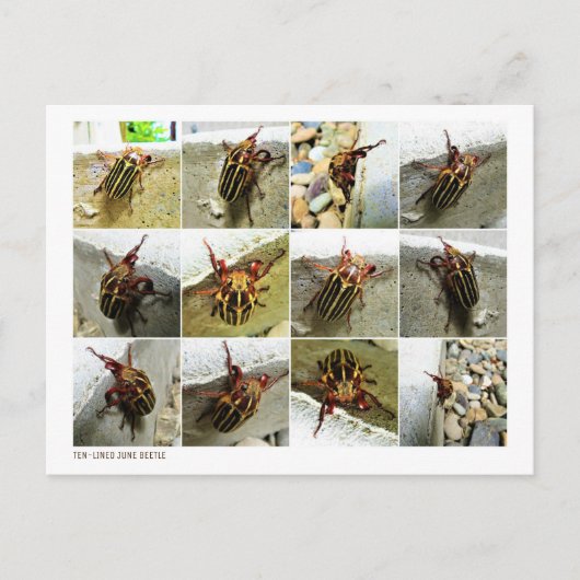 Scarab June Beetle Insect Big Bug Postkarte (Vorderseite)