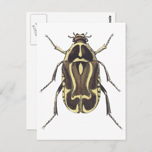 Scarab Käfer Postkarte (Vorne/Hinten)