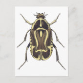 Scarab Käfer Postkarte (Vorderseite)