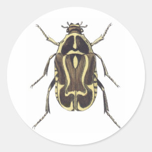 Scarabäus-Käfer Runder Aufkleber