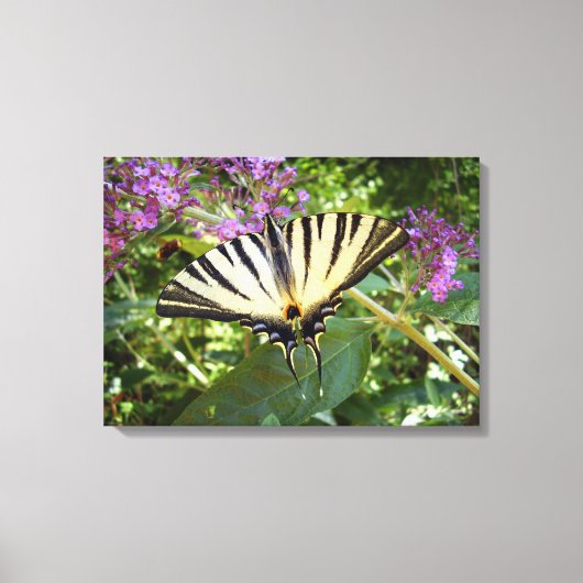 Scarce Frack Butterfly Canvas Print Leinwanddruck (Vorderseite)