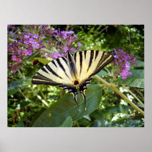 Scarce Frack Butterfly Poster