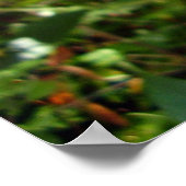 Scarce Frack Butterfly Poster (Ecke)