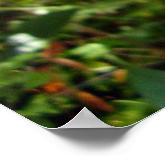 Scarce Frack Butterfly Poster (Ecke)