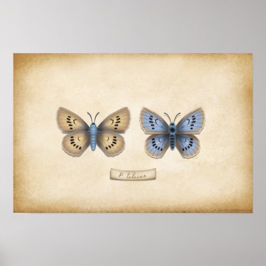 Scarce Large Blue Butterfly Naturalist Specimen Po Poster (Vorne)