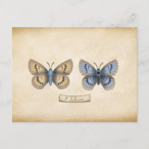 Scarce Large Blue Butterfly Spektrole individuell  Postkarte