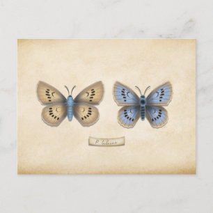 Scarce Large Blue Butterfly Spektrole individuell Postkarte