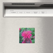 Scarlet Beebalm Magnet (In Situ (Geschirrspüler))