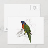 Scarlet-Collared Parrakeet von Edward Lear Postkarte (Vorne/Hinten)