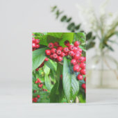 Scarlet Firethorn im Val Gardens Park Postkarte (Stehend Vorderseite)