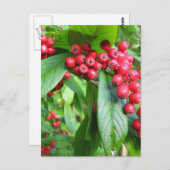 Scarlet Firethorn im Val Gardens Park Postkarte (Vorne/Hinten)