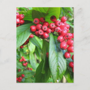 Scarlet Firethorn im Val Gardens Park Postkarte