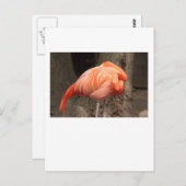 Scarlet Flamingo Postkarte (Vorne/Hinten)