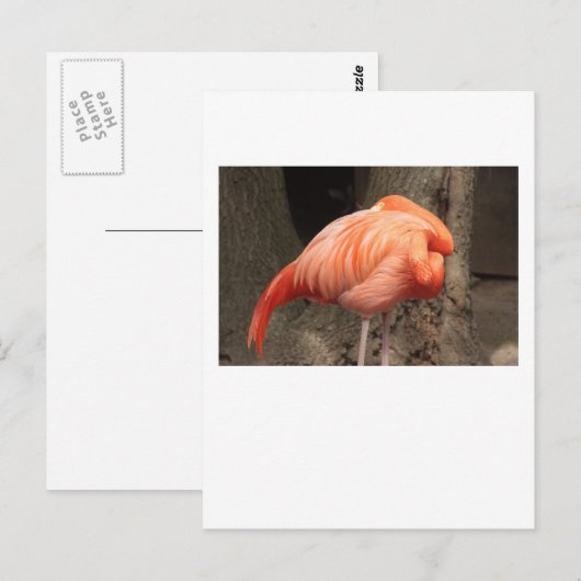 Scarlet Flamingo Postkarte (Vorne/Hinten)