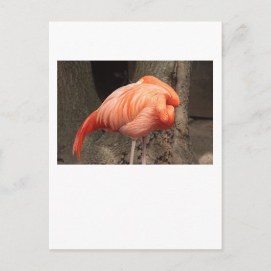 Scarlet Flamingo Postkarte (Vorderseite)