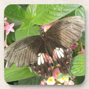 Scarlet Frack Butterfly Macro Cork Untersetzer