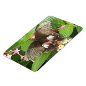 Scarlet Frack Butterfly Macro Flexi Magnet (Linke Seite)