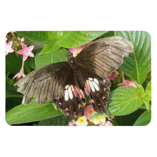 Scarlet Frack Butterfly Macro Flexi Magnet (Horizontal)