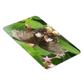 Scarlet Frack Butterfly Macro Flexi Magnet (Rechte Seite)