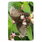 Scarlet Frack Butterfly Macro Flexi Magnet (Vertikal)