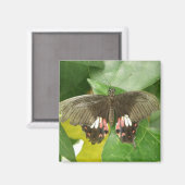Scarlet Frack Butterfly Magnet (Vorderseite/Rückseite)
