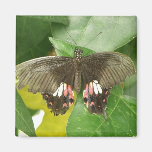 Scarlet Frack Butterfly Magnet (Vorne)