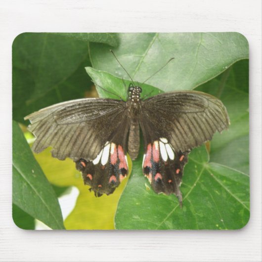 Scarlet Frack Butterfly Mousepad (Vorne)