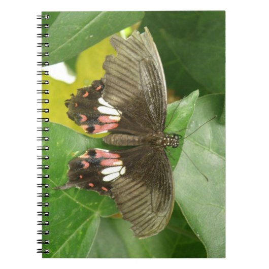 Scarlet Frack Butterfly Notebook Notizblock (Vorderseite)