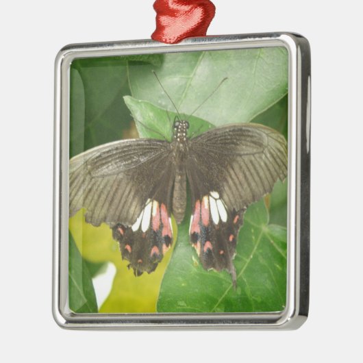 Scarlet Frack Butterfly Ornament (Links)
