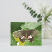 Scarlet Frack Butterfly Postkarte (Stehend Vorderseite)
