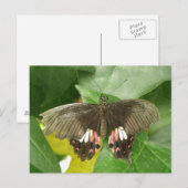 Scarlet Frack Butterfly Postkarte (Vorne/Hinten)
