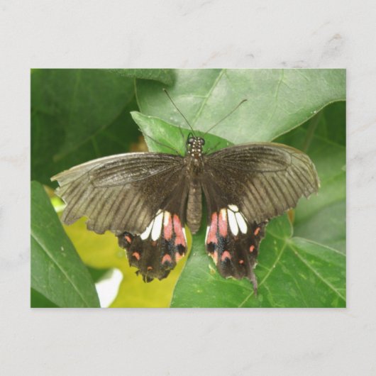 Scarlet Frack Butterfly Postkarte (Vorderseite)