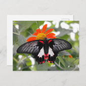 Scarlet Frack Butterfly Postkarte (Vorne/Hinten)