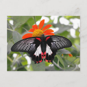 Scarlet Frack Butterfly Postkarte