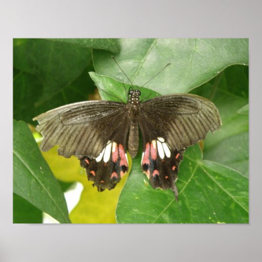 Scarlet Frack Butterfly Print Poster (Vorne)