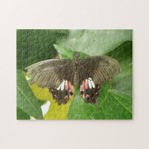 Scarlet Frack Butterfly Puzzle