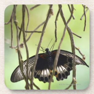 Scarlet-Frackschmetterling (Papilio Untersetzer