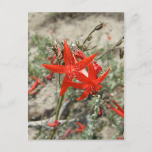 Scarlet Gilia Postkarte