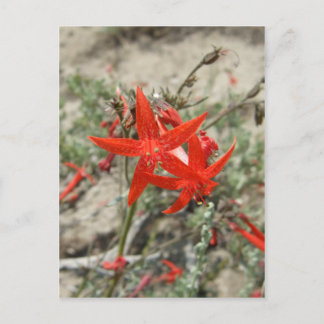 Scarlet Gilia Postkarte