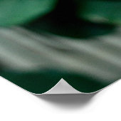 Scarlet Ibis Bird Foto Poster (Ecke)